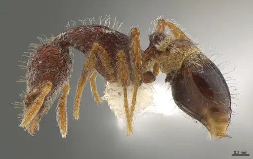Strumigenys synkara specimen CASENT0845034 image casent0845034_3