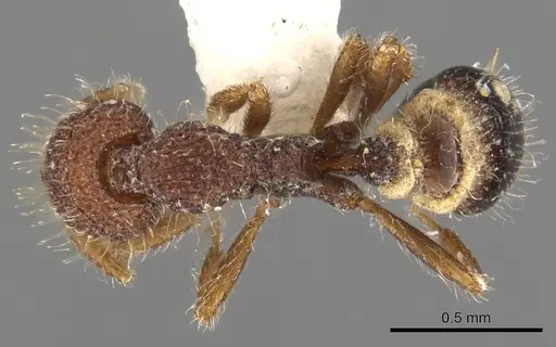 Strumigenys synkara specimen CASENT0900090 image casent0900090_1