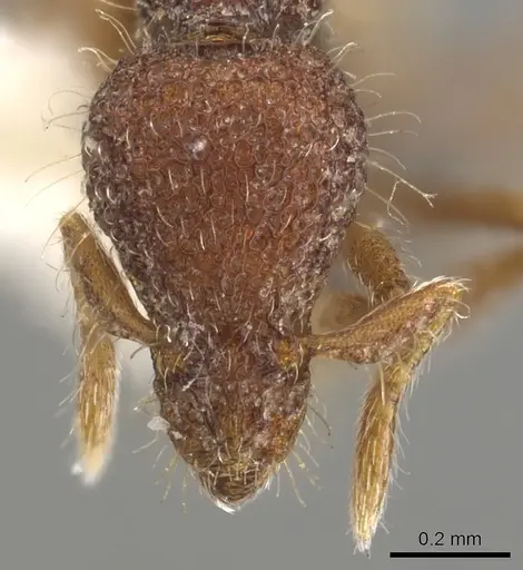 Strumigenys synkara specimen CASENT0900090 image casent0900090_2