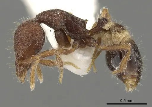 Strumigenys synkara specimen CASENT0900090 image casent0900090_3