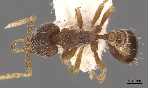 Strumigenys syntacta specimen CASENT0900633 image casent0900633_1
