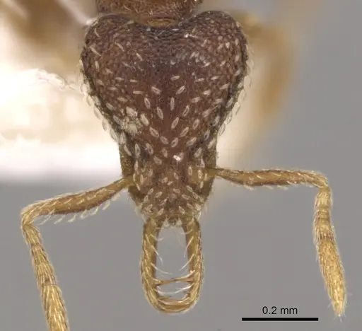 Strumigenys syntacta specimen CASENT0900633 image casent0900633_2