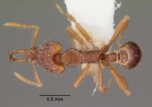 Strumigenys sytaria specimen CASENT0102564 image casent0102564_1