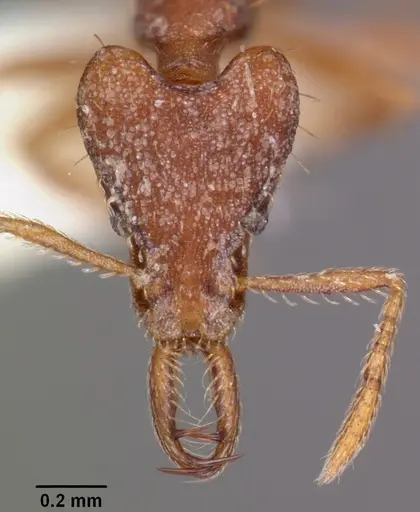 Strumigenys sytaria specimen CASENT0102564 image casent0102564_2