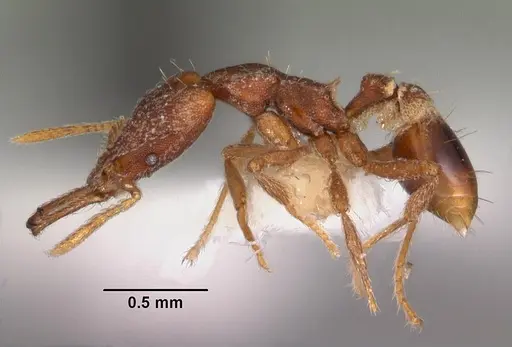 Strumigenys sytaria specimen CASENT0102564 image casent0102564_3