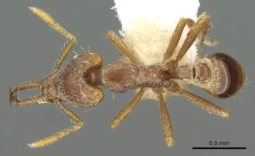Strumigenys sytaria specimen CASENT0900830 image casent0900830_1