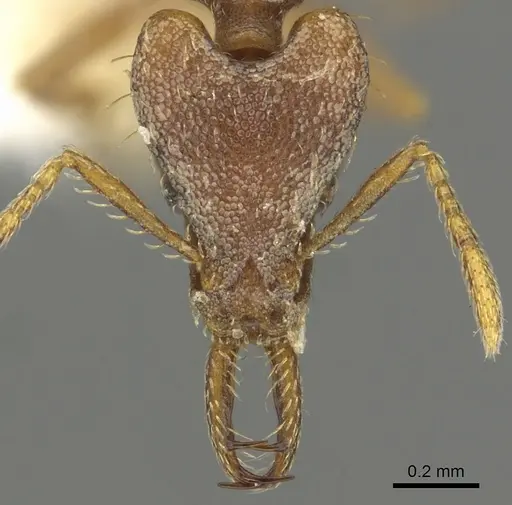 Strumigenys sytaria specimen CASENT0900830 image casent0900830_2