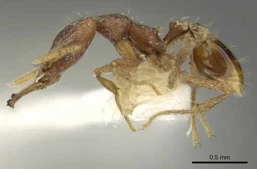 Strumigenys sytaria specimen CASENT0900830 image casent0900830_3