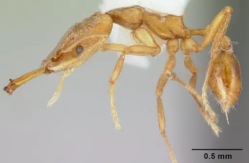 Strumigenys szalayi specimen CASENT0178415 image casent0178415_3