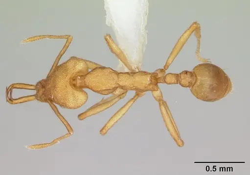 Strumigenys szalayi specimen CASENT0178462 image casent0178462_1