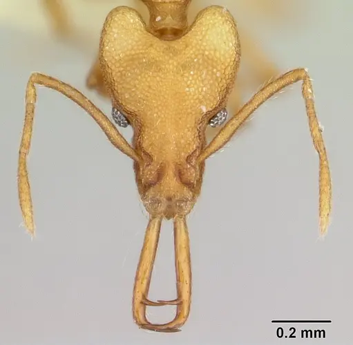 Strumigenys szalayi specimen CASENT0178462 image casent0178462_2