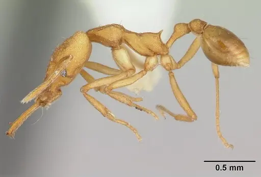 Strumigenys szalayi specimen CASENT0178462 image casent0178462_3