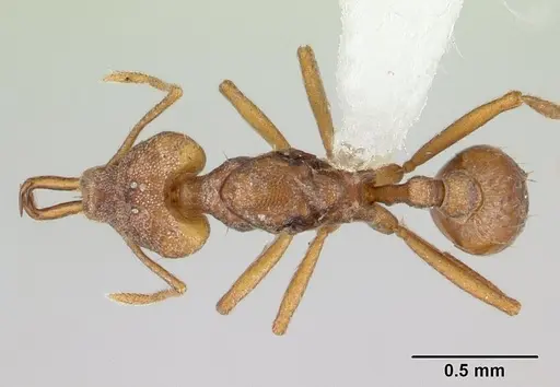 Strumigenys szalayi specimen CASENT0178463 image casent0178463_1