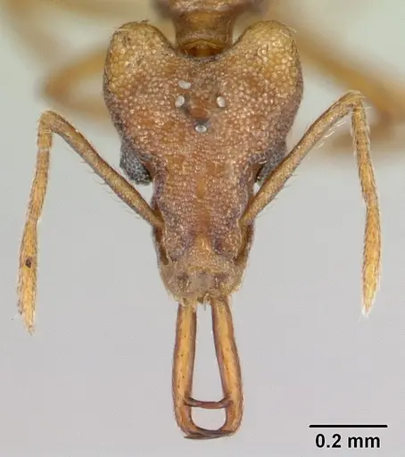 Strumigenys szalayi specimen CASENT0178463 image casent0178463_2