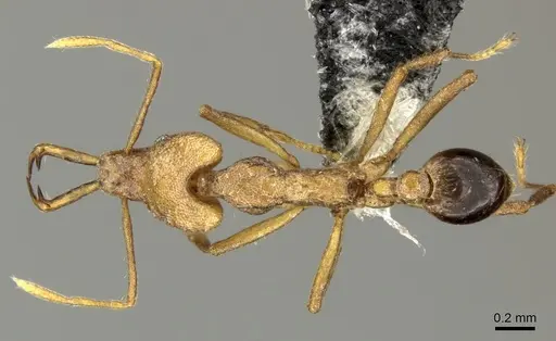 Strumigenys szalayi specimen CASENT0199965 image casent0199965_1