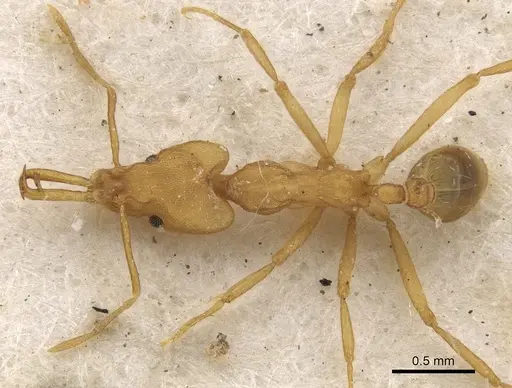 Strumigenys szalayi specimen CASENT0900758 image casent0900758_1