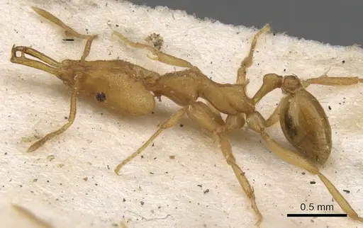Strumigenys szalayi specimen CASENT0900758 image casent0900758_3