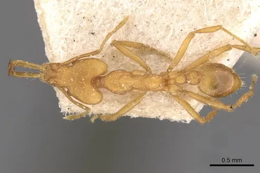 Strumigenys szalayi specimen CASENT0909321 image casent0909321_1
