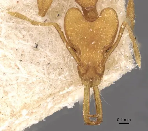 Strumigenys szalayi specimen CASENT0909321 image casent0909321_2