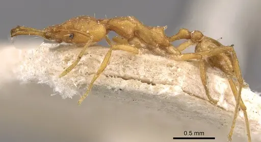 Strumigenys szalayi specimen CASENT0909321 image casent0909321_3