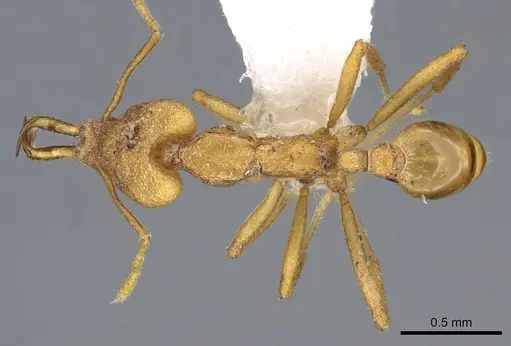 Strumigenys szalayi specimen CASENT0914872 image casent0914872_1