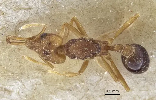 Strumigenys szalayi specimen CASENT0916691 image casent0916691_1