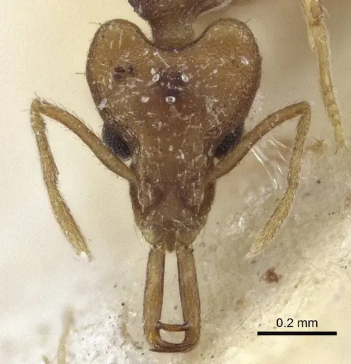 Strumigenys szalayi specimen CASENT0916691 image casent0916691_2