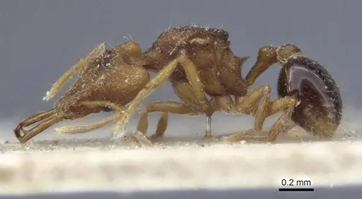 Strumigenys szalayi specimen CASENT0916691 image casent0916691_3