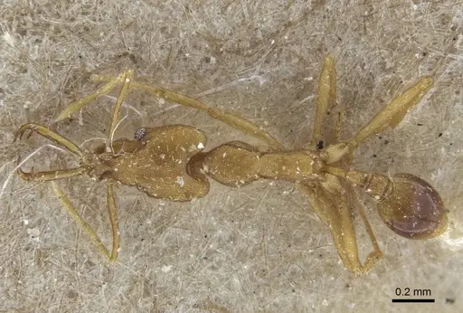 Strumigenys szalayi specimen CASENT0916692 image casent0916692_1