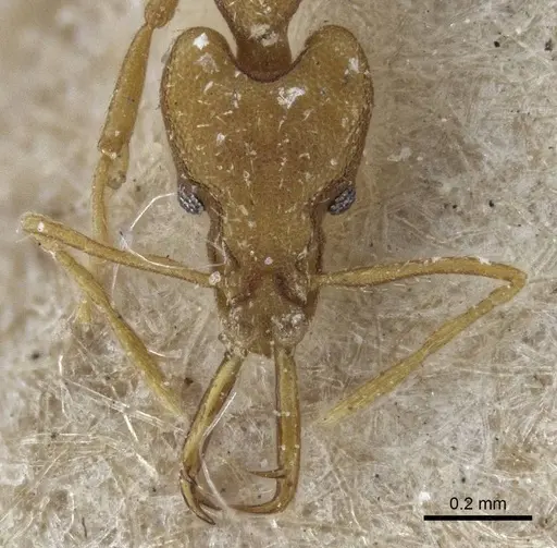 Strumigenys szalayi specimen CASENT0916692 image casent0916692_2
