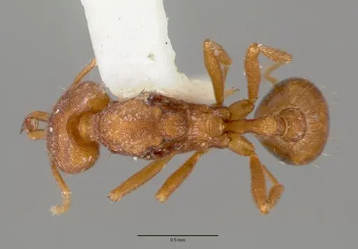 Strumigenys szalayi specimen CASTYPE06891-01 image castype06891-01_1