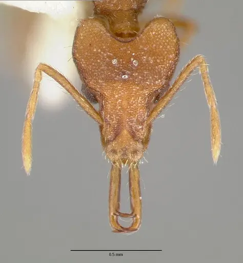 Strumigenys szalayi specimen CASTYPE06891-01 image castype06891-01_2