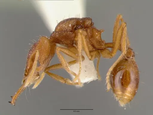 Strumigenys szalayi specimen CASTYPE06891-01 image castype06891-01_3