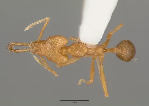Strumigenys szalayi specimen CASTYPE06891-02 image castype06891-02_1