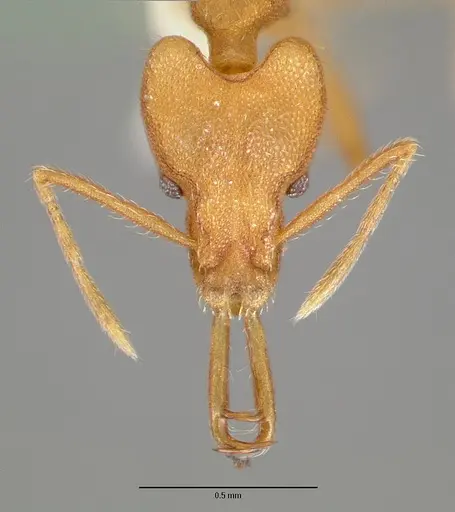 Strumigenys szalayi specimen CASTYPE06891-02 image castype06891-02_2
