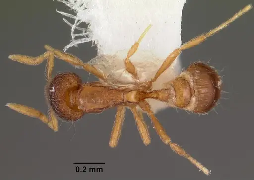 Strumigenys tacta specimen CASENT0102556 image casent0102556_1