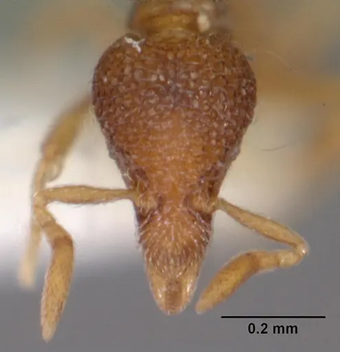 Strumigenys tacta specimen CASENT0102556 image casent0102556_2