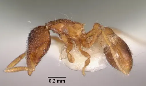 Strumigenys tacta specimen CASENT0102556 image casent0102556_3