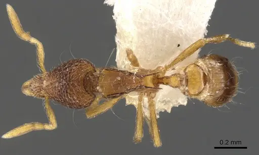 Strumigenys tacta specimen CASENT0900101 image casent0900101_1