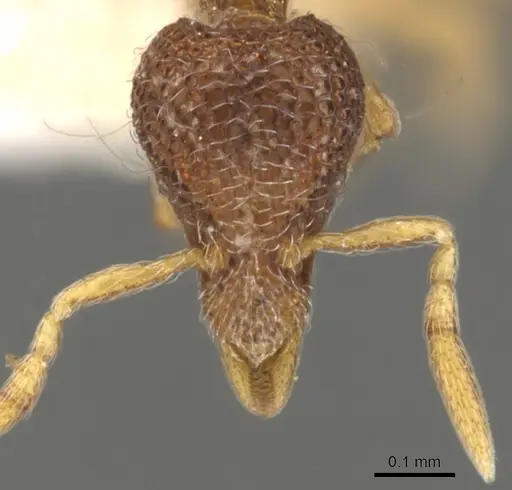 Strumigenys tacta specimen CASENT0900101 image casent0900101_2