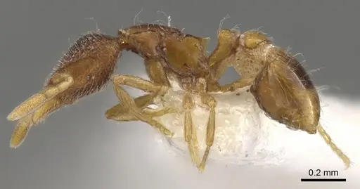 Strumigenys tacta specimen CASENT0900101 image casent0900101_3