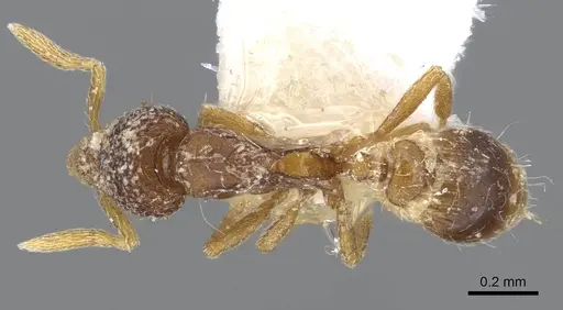Strumigenys tacta specimen CASENT0914722 image casent0914722_1