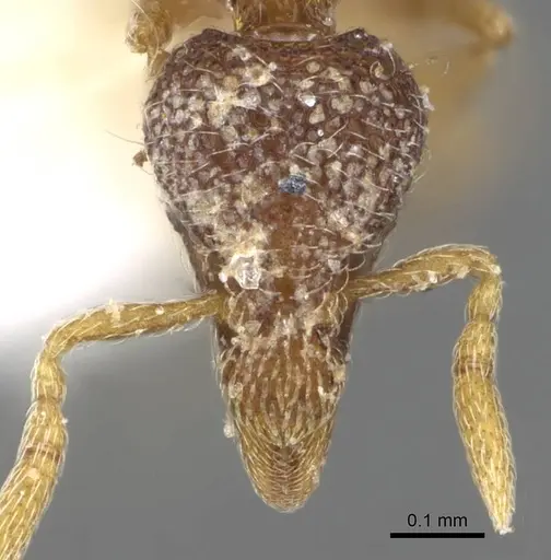Strumigenys tacta specimen CASENT0914722 image casent0914722_2