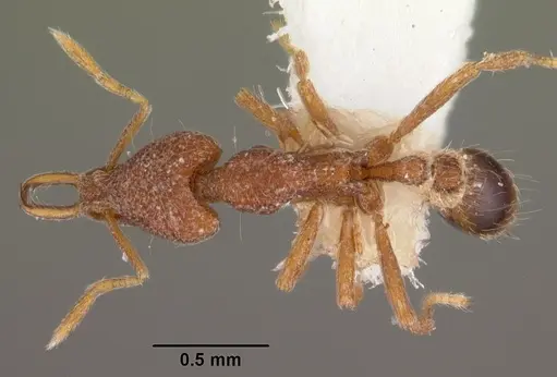 Strumigenys tadynastes specimen CASENT0102573 image casent0102573_1