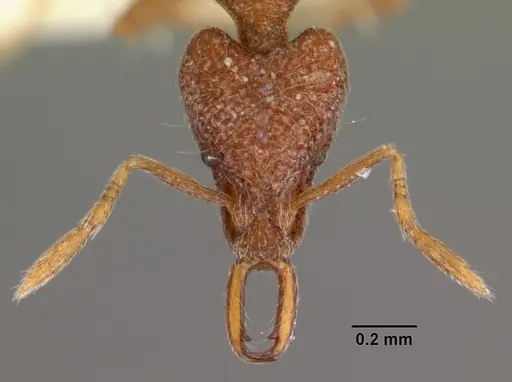 Strumigenys tadynastes specimen CASENT0102573 image casent0102573_2
