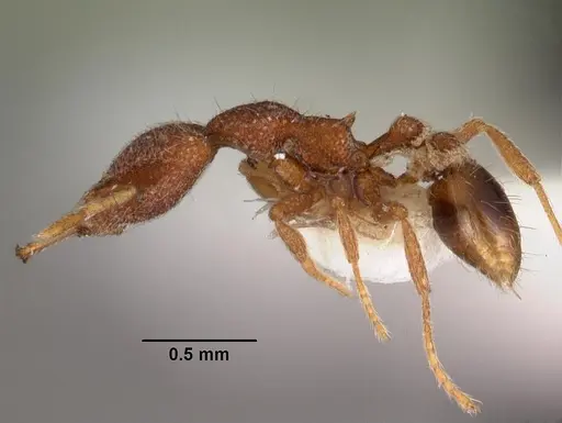 Strumigenys tadynastes specimen CASENT0102573 image casent0102573_3