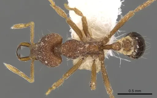 Strumigenys tadynastes specimen CASENT0900802 image casent0900802_1