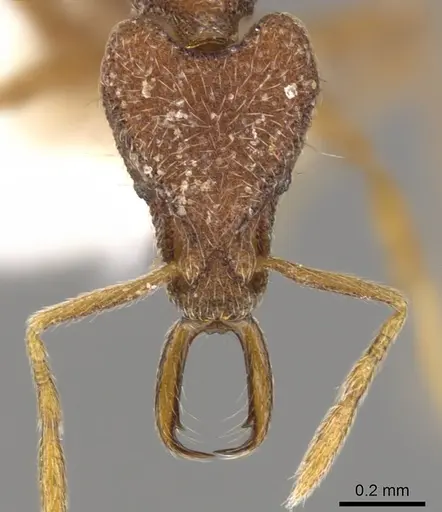 Strumigenys tadynastes specimen CASENT0900802 image casent0900802_2