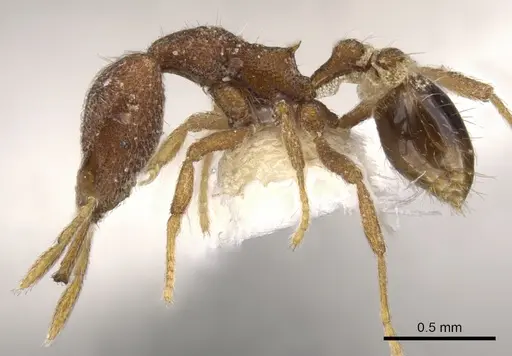 Strumigenys tadynastes specimen CASENT0900802 image casent0900802_3