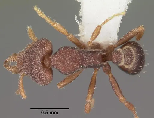 Strumigenys tantilla specimen CASENT0102583 image casent0102583_1
